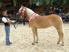 broodmare Buchkogls Britannia (Haflinger, 2009, from Atlantic)