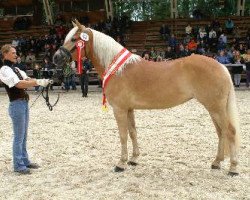 Zuchtstute Buchkogls Britannia (Haflinger, 2009, von Atlantic)