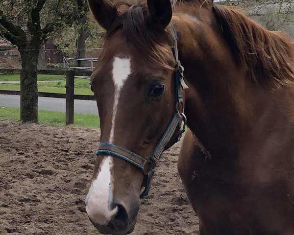 dressage horse Betty (Hanoverian, 2020, from Bon Courage 4)