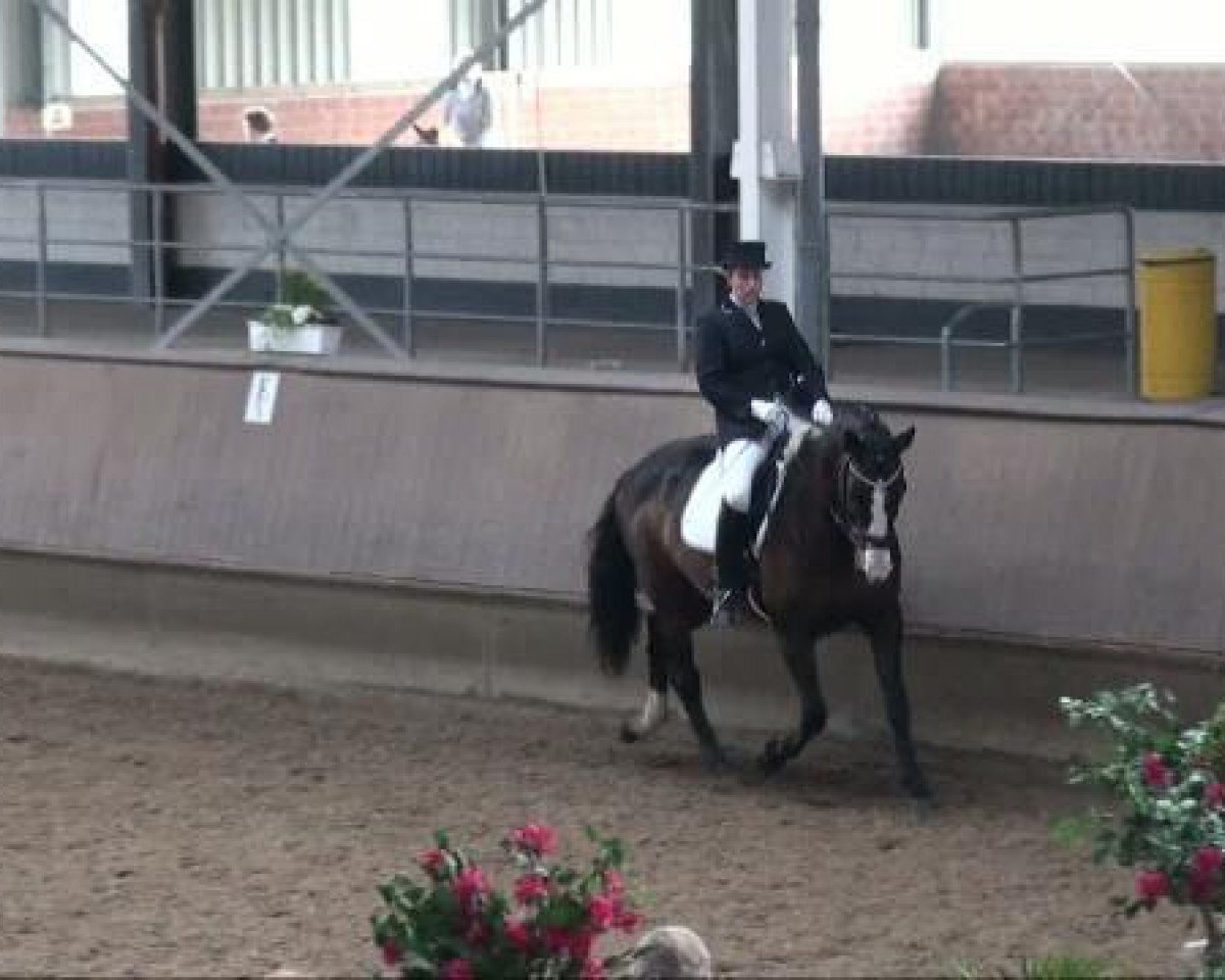 dressage horse Unity 13 (KWPN (Royal Dutch Sporthorse), 2001, from Harcos)