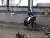 dressage horse Unity 13 (KWPN (Royal Dutch Sporthorse), 2001, from Harcos)