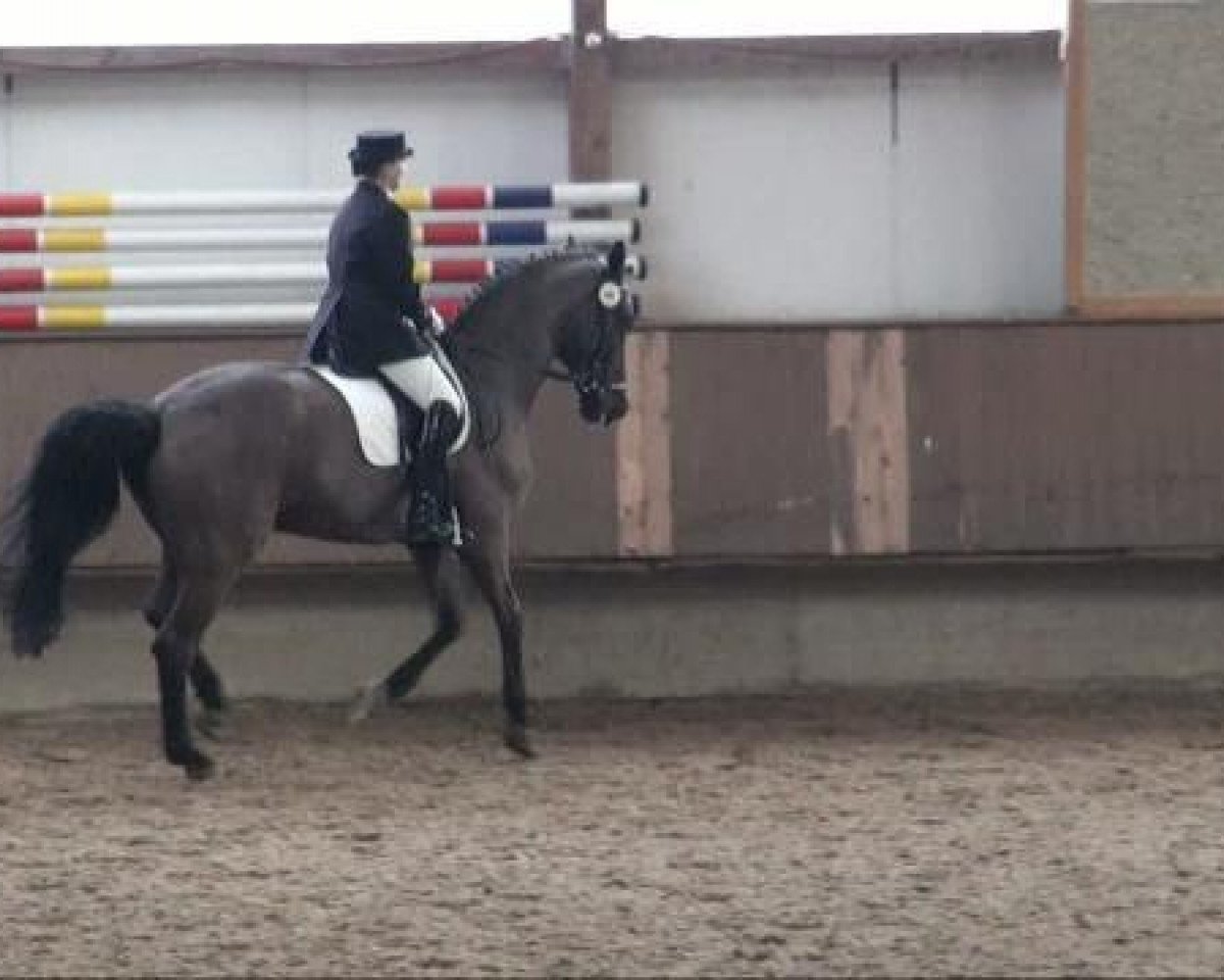 Dressurpferd Calimero 155 (Rheinländer, 1995, von Carnaby GL)