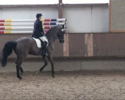 dressage horse Calimero 155 (Rhinelander, 1995, from Carnaby GL)