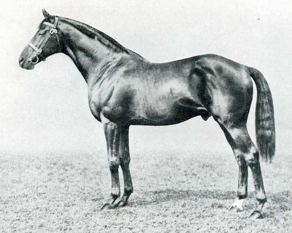 stallion Son In Law xx (Thoroughbred, 1911, from Dark Ronald xx)