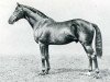 stallion Son In Law xx (Thoroughbred, 1911, from Dark Ronald xx)