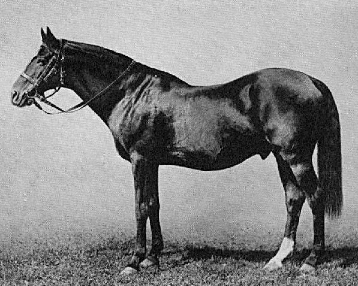 stallion Springfield xx (Thoroughbred, 1873, from St Albans xx)