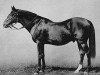 stallion Springfield xx (Thoroughbred, 1873, from St Albans xx)