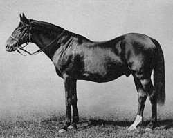 stallion Springfield xx (Thoroughbred, 1873, from St Albans xx)