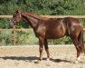 Dressurpferd Viva Star G (Westfale, 2020, von Viva Gold OLD)