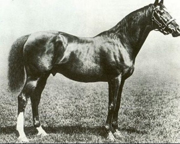 stallion Sainfoin xx (Thoroughbred, 1887, from Springfield xx)