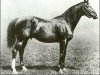 Pferd Sainfoin xx (Englisches Vollblut, 1887, von Springfield xx)