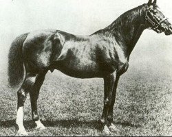 stallion Sainfoin xx (Thoroughbred, 1887, from Springfield xx)