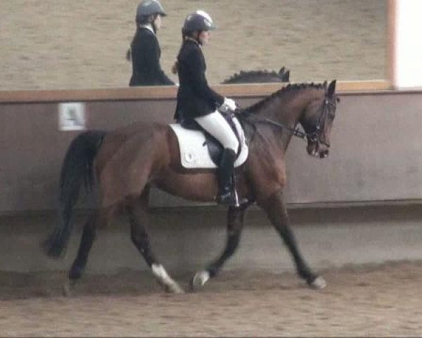 dressage horse Silbermond 21 (Westphalian, 2006, from Show Star)
