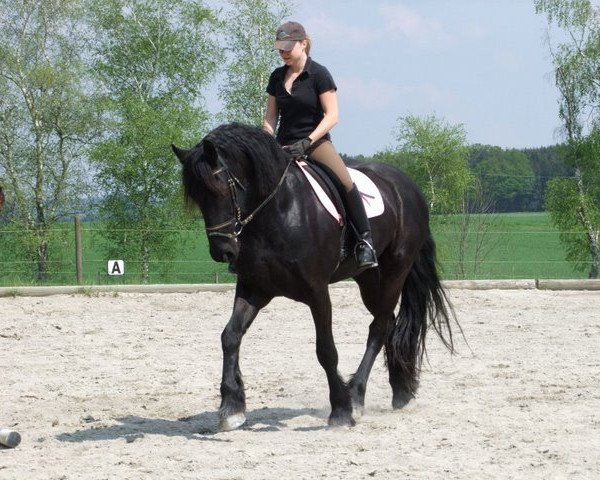 Pferd Arno J.B. (Friese, 2000, von Sjaard 320)