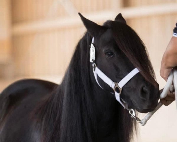 Zuchtstute Hionda van Stal het Noordereind (Shetland Pony,  , von Berno van de Pelgrim)