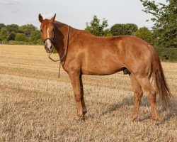 Dressurpferd Ocho (Belgisches Warmblut, 2014, von Fürst Romancier)