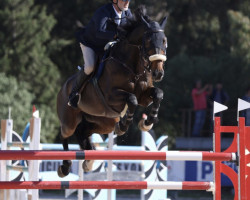 jumper Kamaro van 't Siamshof (Belgian Warmblood, 2010, from Indoctro)