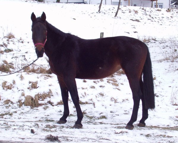 Pferd Fairytale (Rheinländer, 1986, von Foxtrott)