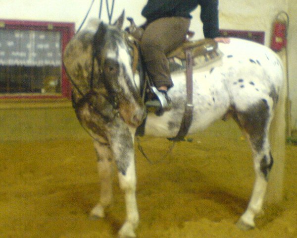 dressage horse Snow (Appaloosa, 2006)