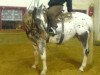 Dressurpferd Snow (Appaloosa, 2006)