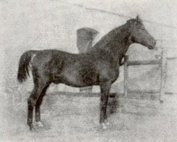 stallion Flenheim (Hanoverian, 1886, from Flick)
