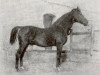 stallion Flenheim (Hanoverian, 1886, from Flick)