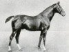 stallion Flingarth (Hanoverian, 1906, from Flenheim)