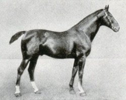 stallion Flingarth (Hanoverian, 1906, from Flenheim)