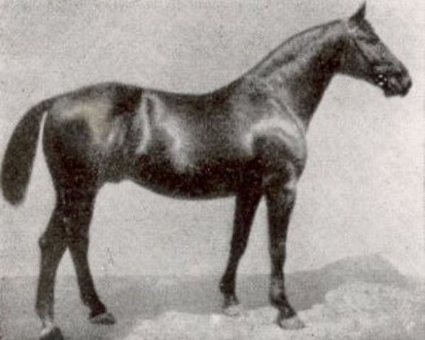 stallion Fling (Hanoverian, 1911, from Flingarth)