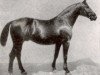 stallion Fling (Hanoverian, 1911, from Flingarth)