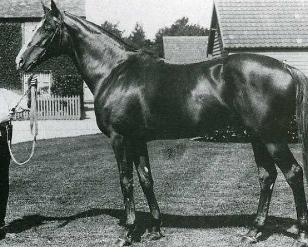 stallion Marcovil xx (Thoroughbred, 1903, from Marco xx)