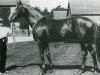stallion Marcovil xx (Thoroughbred, 1903, from Marco xx)