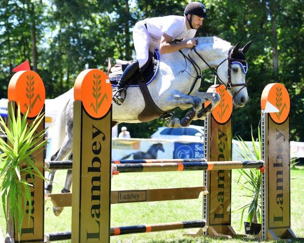 jumper Countessa (Hungarian Warmblood, 2017, from Cornetto DB Z)