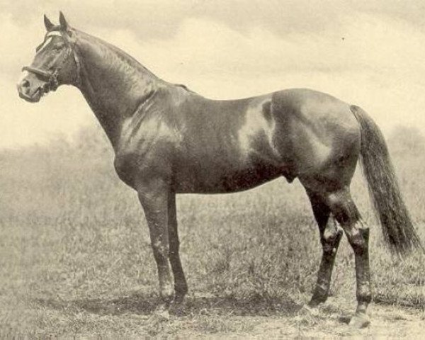 Pferd Hurry On xx (Englisches Vollblut, 1913, von Marcovil xx)