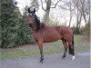 horse Perino (Westphalian, 2000, from Praktiker)