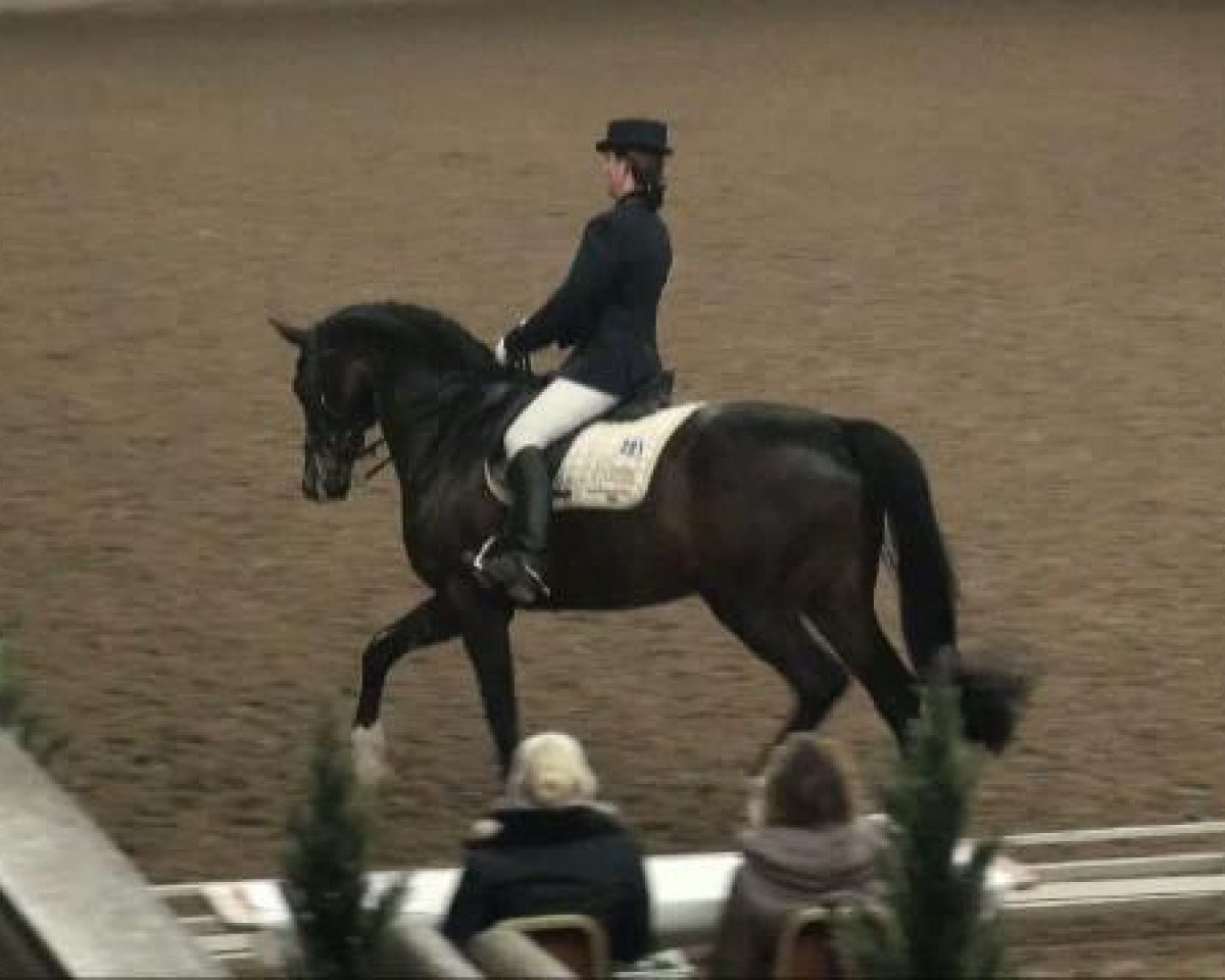 dressage horse Marquis Monet (Westphalian, 2001, from Münchhausen)