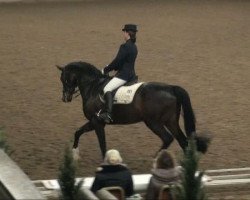 dressage horse Marquis Monet (Westphalian, 2001, from Münchhausen)