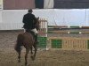 jumper Ibrys (Polish Warmblood, 2000, from Mywill)