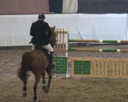 jumper Ibrys (Polish Warmblood, 2000, from Mywill)