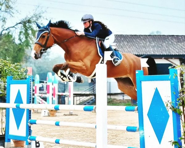 jumper LIMONCELLO V/H HERENHOF z (Zangersheide riding horse, 2017, from Lavallino Ter Klomp)