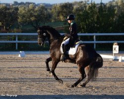 dressage horse Drew Doughty (Hanoverian, 2011, from Desperados FRH)