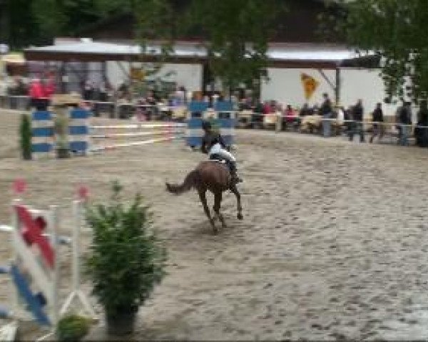 Springpferd Casanova 411 (Nederlands Rijpaarden en Pony, 2004, von Casper)