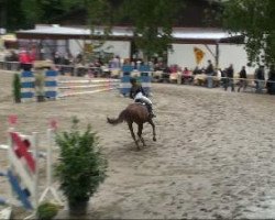 jumper Casanova 411 (Nederlands Rijpaarden en Pony, 2004, from Casper)