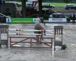 jumper Vridolin 2 (KWPN (Royal Dutch Sporthorse), 2003, from Voltaire)