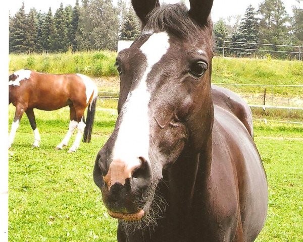 Pferd Frenzi (Trakehner, 1990)