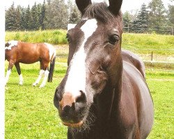 Pferd Frenzi (Trakehner, 1990)