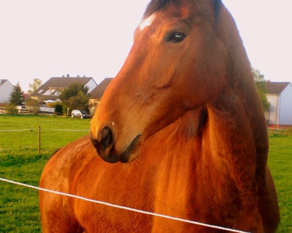 horse Jazzica (Rhinelander, 2004, from Jazz Time)