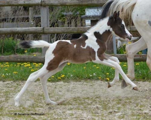 horse Amaya (Lewitzer, 2021, from Shawan)