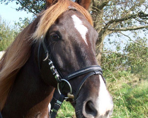 Pferd Rolex (Welsh-Cob (Sek. D), 1996)