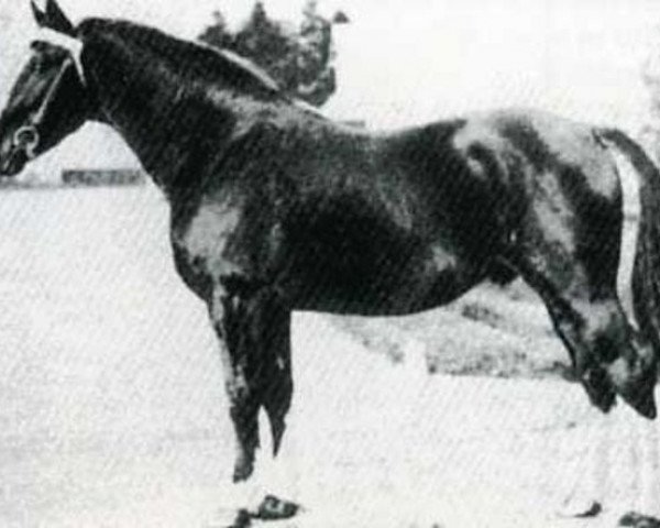 Pferd Vas Y Donc (Anglo-Normanne, 1921, von Karikal)